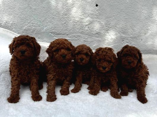 DENİZLİ MERKEZ TESLİME HAZIR POODLE YAVRULAR