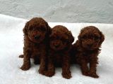 Erkek Di̇şi̇ Toy Poodle Bebekler
