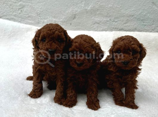 Erkek Di̇şi̇ Toy Poodle Bebekler