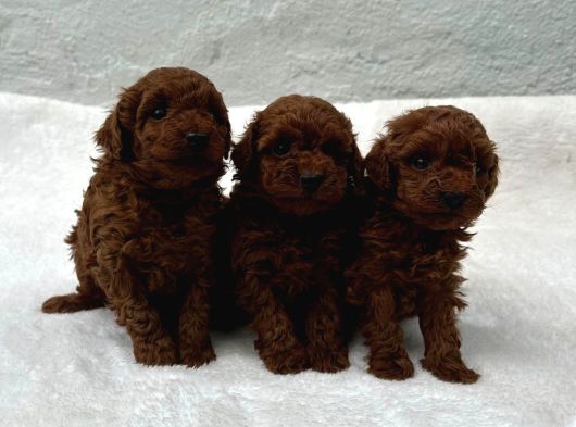 Erkek Di̇şi̇ Toy Poodle Bebekler görsel