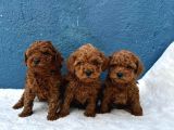 Zi̇yarete Açik Erkek Di̇şi̇ Poodle Bebekler