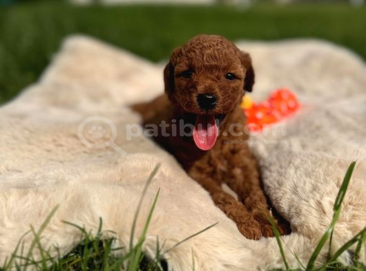 SEVİMLİ TOY POODLE YAVRULAR