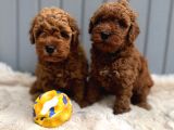 Güzeller Güzeli̇ Poodle Bebekler