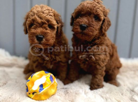 Güzeller Güzeli̇ Poodle Bebekler