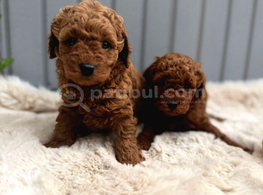 Güzeller Güzeli̇ Poodle Bebekler görsel