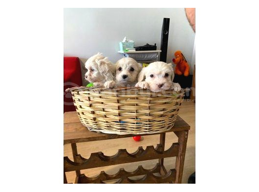 Ev Doğumu Maltese Bebekler görsel