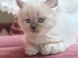 Safkan Himalayan sağlıklı yavru kedi