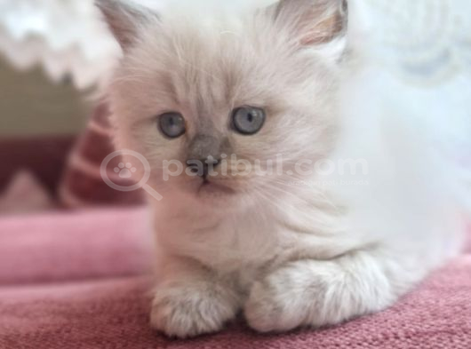 Safkan Himalayan sağlıklı yavru kedi