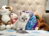 British Shorthair Silver Point Yavrular