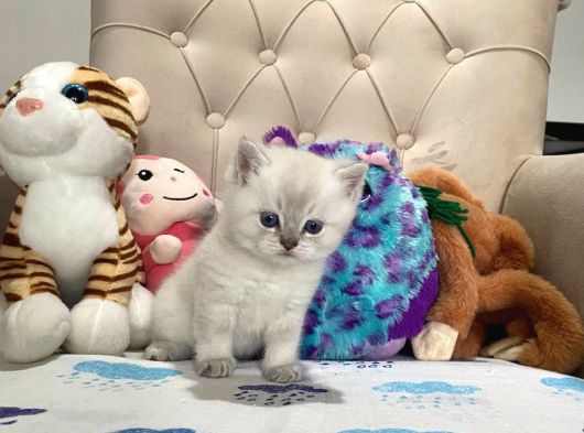 British Shorthair Silver Point Yavrular