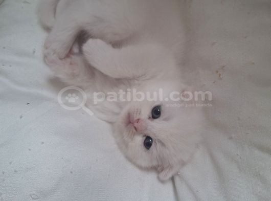 Safkan Çok Sağlıklı Mutlu Kartopları görsel