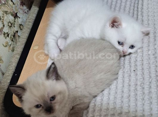 Safkan Çok Sağlıklı Mutlu Kartopları görsel