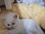 Safkan Çok Sağlıklı Mutlu Kartopları