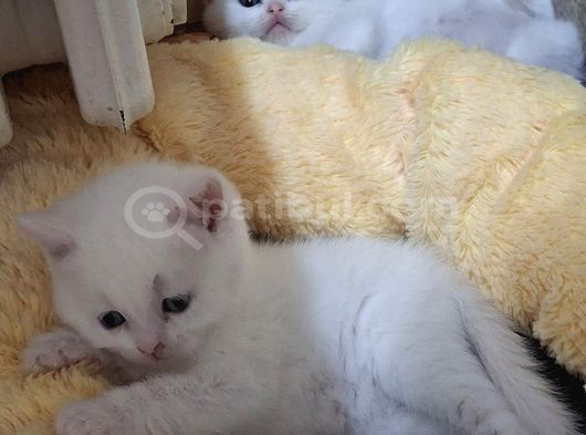 Safkan Çok Sağlıklı Mutlu Kartopları görsel