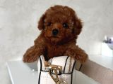 Toy Poodle Sevi̇mli̇ Yavrular Ev Üreti̇mi̇