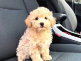 Malti̇poo Ci̇nsi̇ Yavrular Ev Üreti̇mi̇