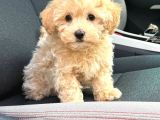 Malti̇poo Ci̇nsi̇ Yavrular Ev Üreti̇mi̇