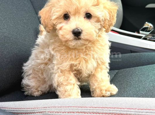 Malti̇poo Ci̇nsi̇ Yavrular Ev Üreti̇mi̇ görsel