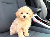 Malti̇poo Ci̇nsi̇ Yavrular Ev Üreti̇mi̇