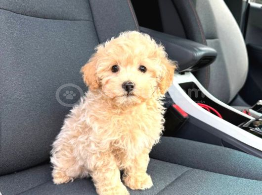 Malti̇poo Ci̇nsi̇ Yavrular Ev Üreti̇mi̇