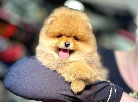 Pomerri̇an Boo Sevi̇mli̇ Yavrular