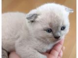 Scottish Fold Çok Güzel Bebekler Uygun
