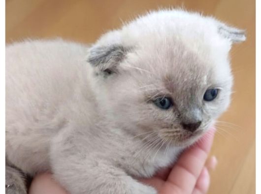 Scottish fold çok Güzel bebekler uygun
