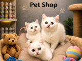 Mükemmel Güzellikte Beyaz British Shorthair Yavrularımız