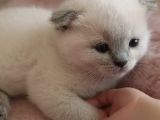 Scottish Fold Çok Güzel Bebekler Uygun