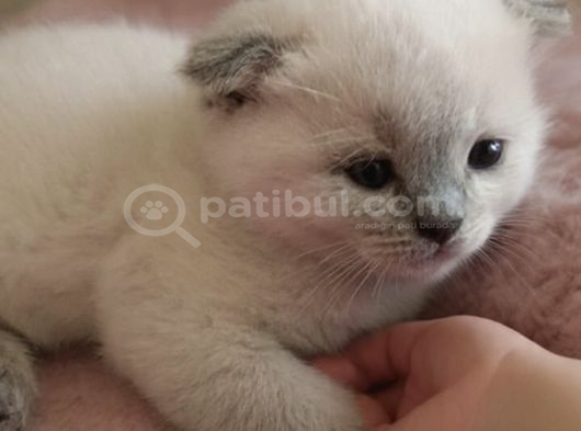 Scottish Fold Çok Güzel Bebekler Uygun görsel