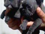 Blue French Bulldog Yavrular