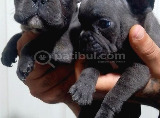 Blue French Bulldog Yavrular görsel
