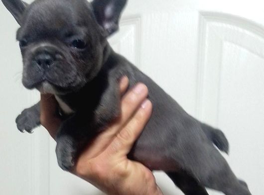 Blue French Bulldog Yavrular