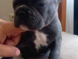 Blue French Bulldog Yavrular
