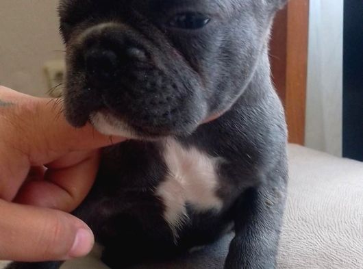 Blue French Bulldog Yavrular görsel