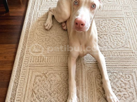 Albi̇no Dobermanimiz Yeni̇ Sahi̇bi̇ni̇ Ariyor görsel