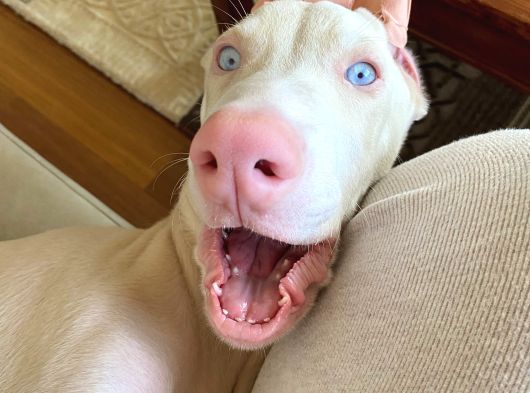 Albi̇no Dobermanimiz Yeni̇ Sahi̇bi̇ni̇ Ariyor
