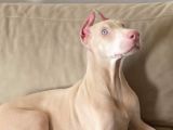 Albi̇no Dobermanimiz Yeni̇ Sahi̇bi̇ni̇ Ariyor