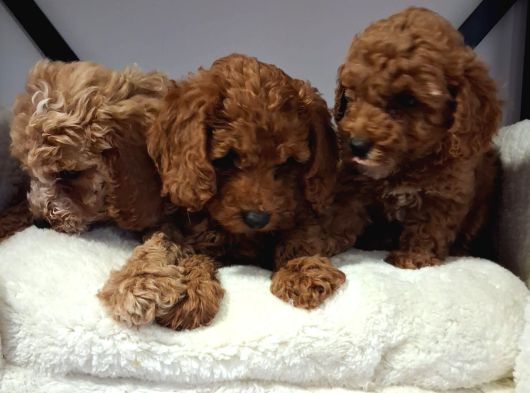 Kalite Tesadüf Değil Tercihtir Poodle Bebeklerimiz