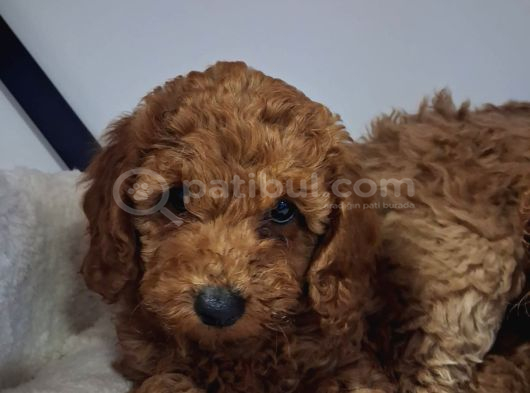Kalite Tesadüf Değil Tercihtir Poodle Bebeklerimiz görsel