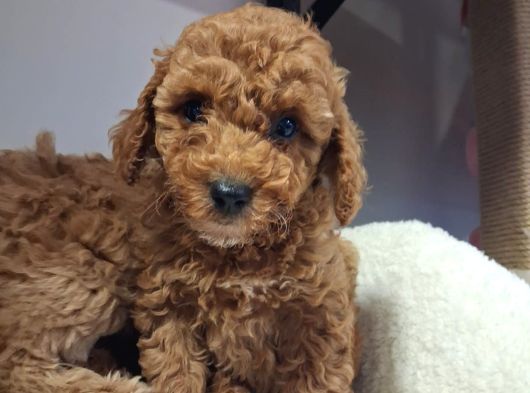 Kalite Tesadüf Değil Tercihtir Poodle Bebeklerimiz görsel