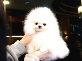 Pomeranian Yavrularımız Için Arayabilirsiniz