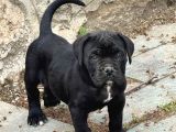 Dev İtalyan Masti̇f Cane Corso Yavrularimiz