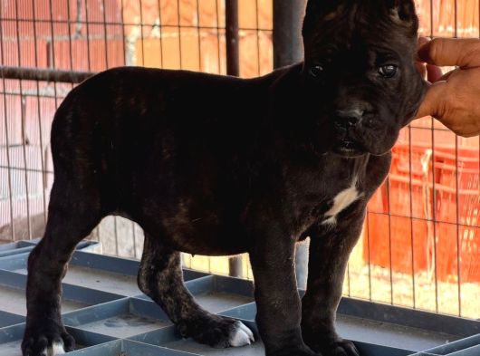 Dev İtalyan Masti̇f Cane Corso Yavrularimiz görsel