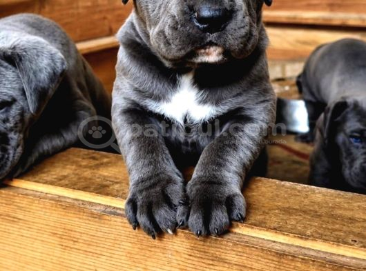 Dev İtalyan Masti̇f Cane Corso Yavrularimiz görsel