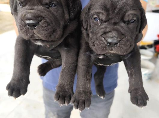 Dev İtalyan Masti̇f Cane Corso Yavrularimiz görsel
