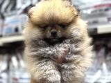 Her Renk Pomeranian Yavrumuz Mevcut Arayabilirsiniz