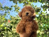Albenisi Yüksek Yakısıklı Cocuk