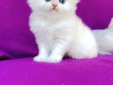 Kartopu British Longhair Erkek Bebek