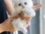Kartopu British Longhair Erkek Bebek